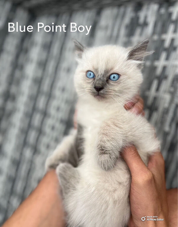 BEAUTIFUL RAGDOLL KITTENS READY TO LEAVE NOW