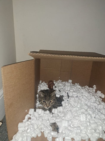 Cat looking for a rehome