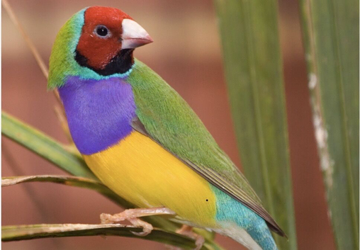 Looking for a female Gouldian finch