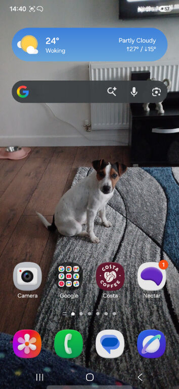 4yr old female jack russell