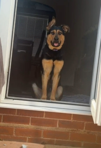Shepherd x rottie looking for forever home