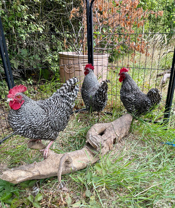 19 week old purebred bantam cuckoo marans cockerels available