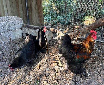 Trio of black pekin bantams