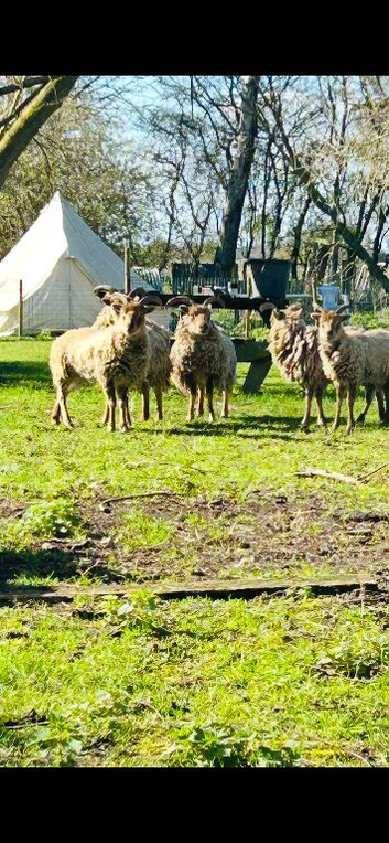5 sheep Scottish hill top free