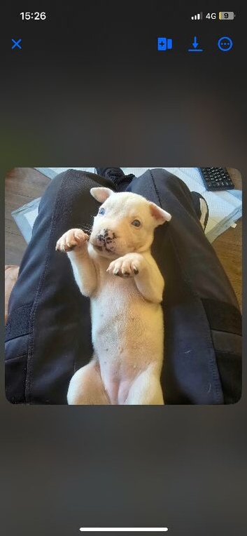 Cross breed