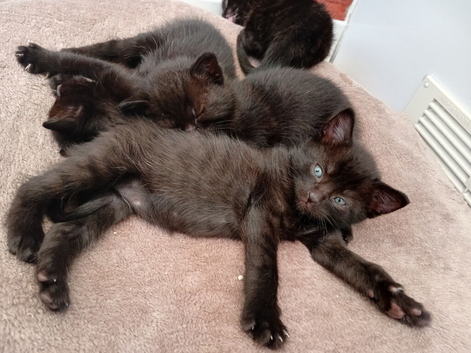 3 black kittens lefr