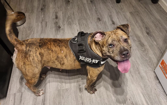 Cane corso X for sale