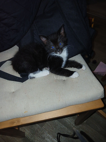 1 male tuxedo kitten available