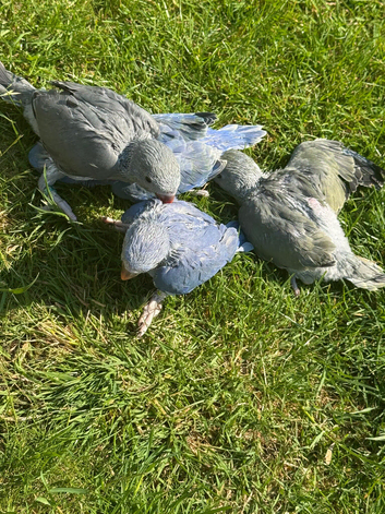 handreared baby ringnecks