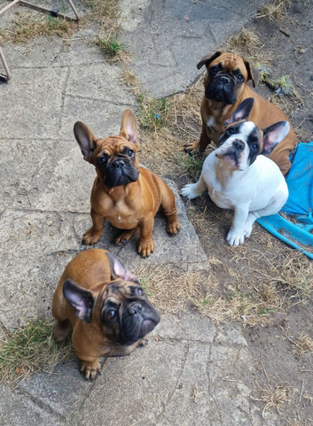 Standard red fawn/pied French bulldog