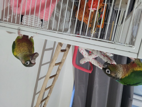 Bonded pair of green cheek conures