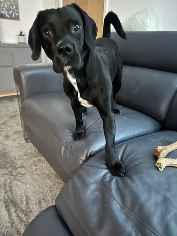 Young dog for sale