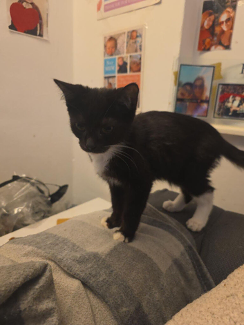 11 week old kittens need a home