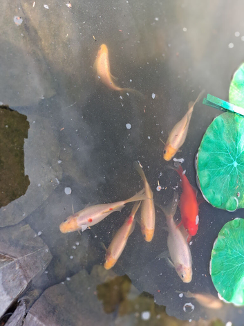 Goldfish for Free