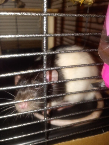 2xbonded male rats