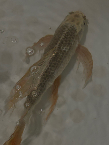 Butterfly Koi