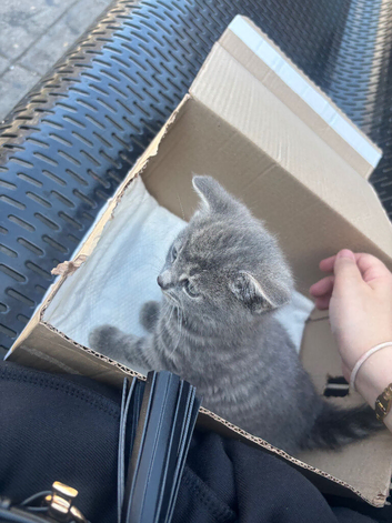 Urgent kitten sale