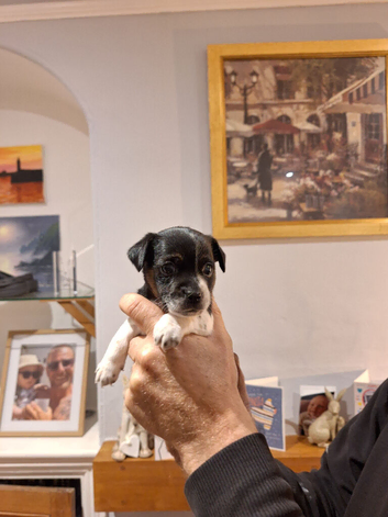 Jack Russell cross Dachshund