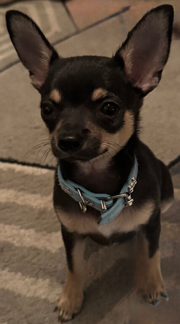 Chihuahua for stud