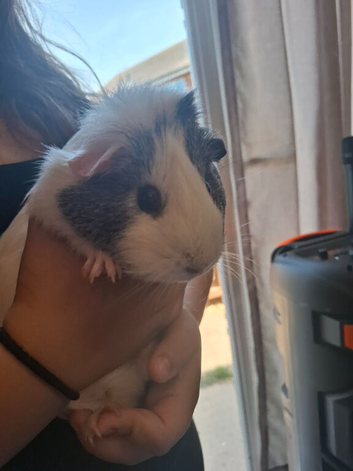 Female guinea pig