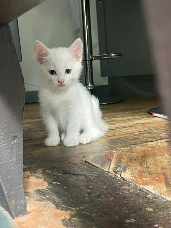 3 kittens for sale.