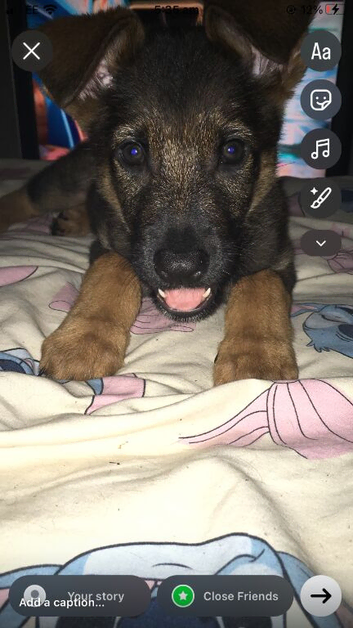 German Shepherd puppy