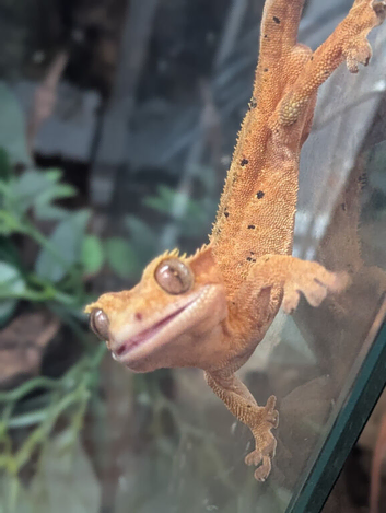 Orange Dalmatian crestie male