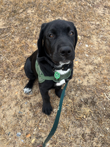 Koda