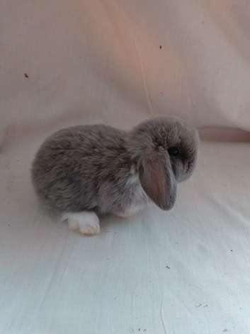 Mini lops