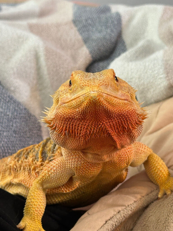 Adult female Bearded Dragon