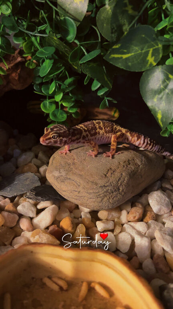 Leopard gecko and full set up