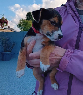 Border lakeland Russell pups