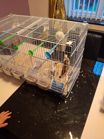 Canaries and finches