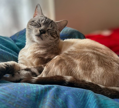 Bengal cat male