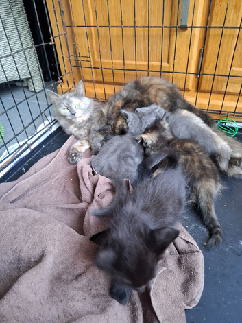 I have 3 kittens looking for a new home