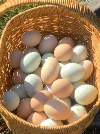 Cream Legbar hatching eggs available