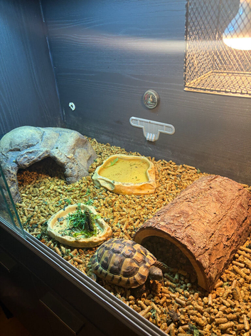 Tortoise with enclosure set up