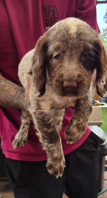 Sproker puppy.