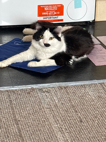 1year old female Maine coon