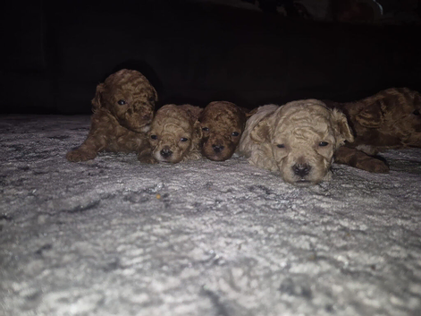 Multipoo pups looking for their loving homes