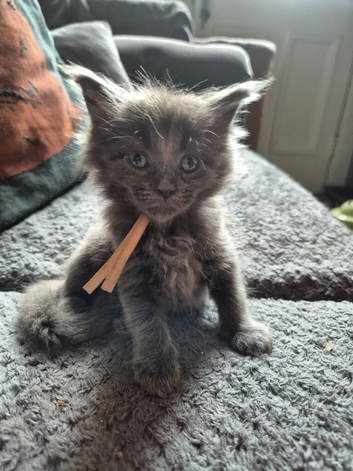 Maine coon kittens