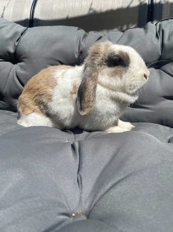 Mini lop