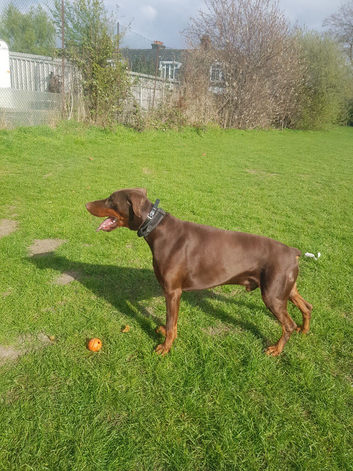 Proven Euro Doberman for Stud