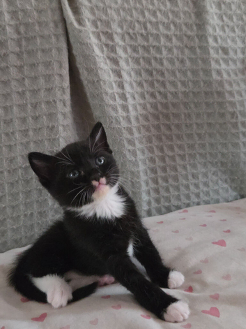 Female kitten