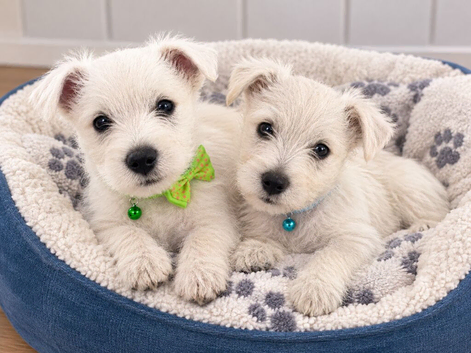Adorable WestHighland White pups - READY NOW