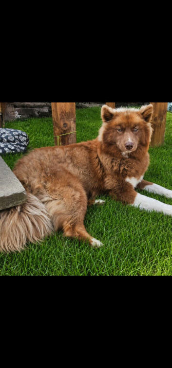 Wooly siberian husky