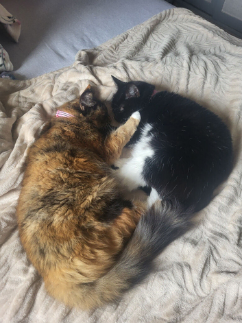 Hi we are kitty and Biscuit,  a bonded mum and daughter