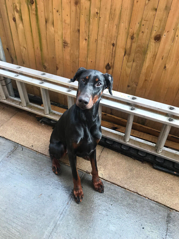 Doberman girl