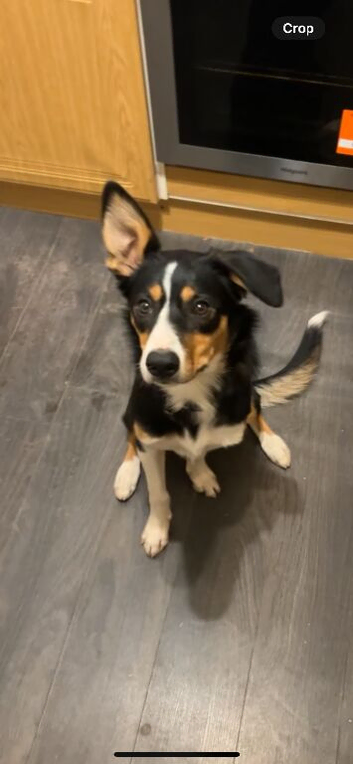 10 month Border collie female for sale