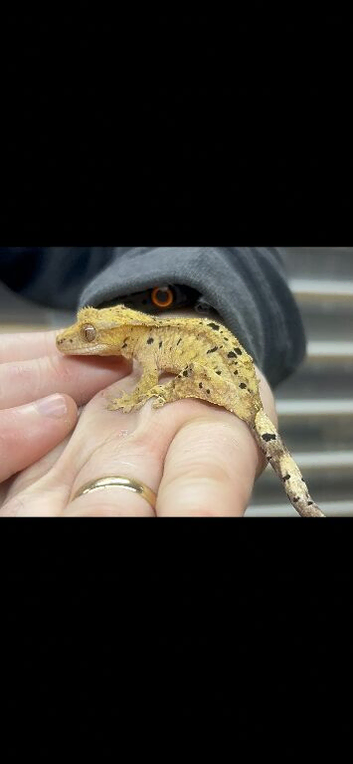 Ink spot/blotch super dalmation Crested gecko